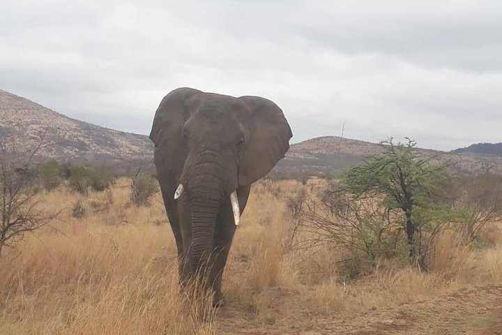 Mighty African elephant